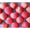 Golden Supplier of Fresh Red FUJI Apple Counts 100-113-125